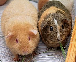 258px-Two_Adult_Guinea_Pigs_(cropped)